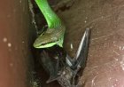Cobra-verde é flagrada predando morcego