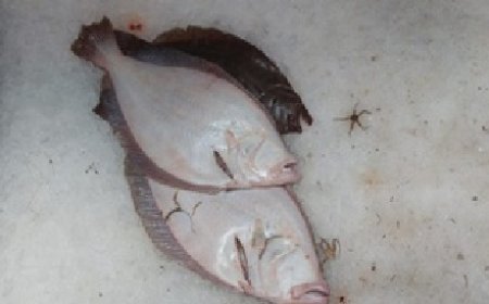 Flagrante no mar: Ibama apreende 1,5 tonelada de pesca ilegal e aplica multas pesadas