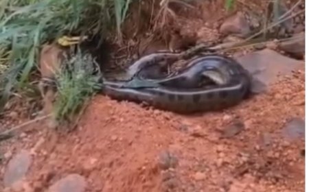 Vídeo: bombeiros capturam sucuri no quintal de casa em MG