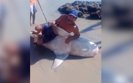 Três pescadores são multados em R$ 15 mil por mutilar tubarão em PE