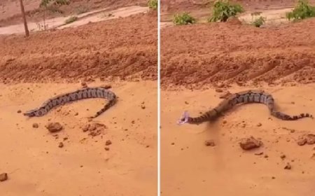 VÍDEO: jiboia dá bote contra carro e assusta técnica que parou para fotografar em estrada