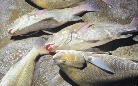 Influenciador é multado em R$ 60 mil por pesca ilegal de espécie em extinção