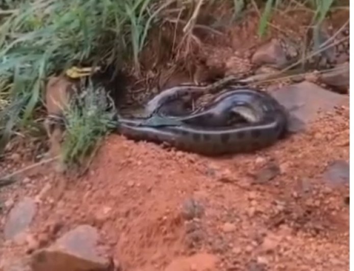 Vídeo: bombeiros capturam sucuri no quintal de casa em MG