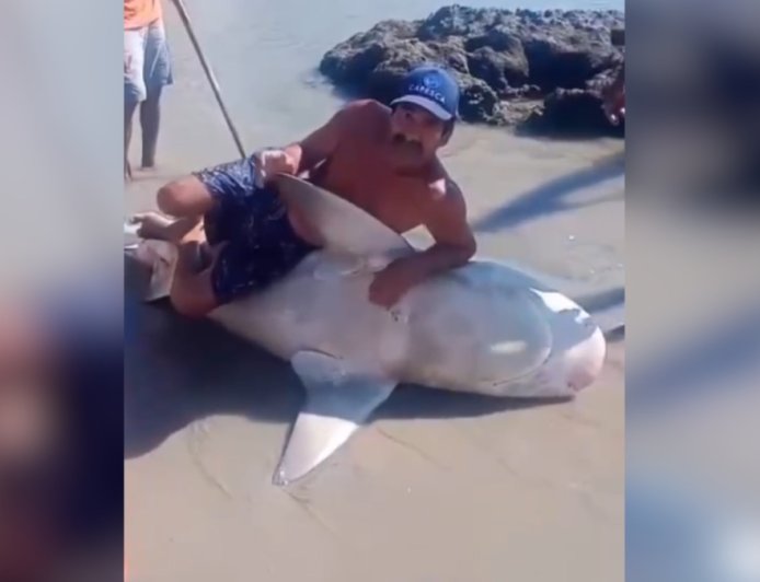 Três pescadores são multados em R$ 15 mil por mutilar tubarão em PE
