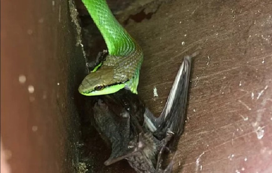 Cobra-verde é flagrada predando morcego