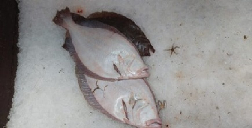 Flagrante no mar: Ibama apreende 1,5 tonelada de pesca ilegal e aplica multas pesadas