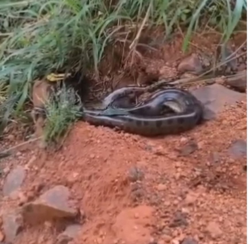 Vídeo: bombeiros capturam sucuri no quintal de casa em MG