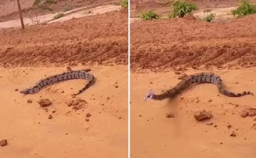 VÍDEO: jiboia dá bote contra carro e assusta técnica que parou para fotografar em estrada