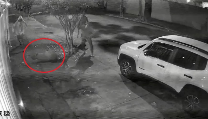 MP denuncia seis homens por tortura contra capivara; Multa ultrapassa de 44 mil