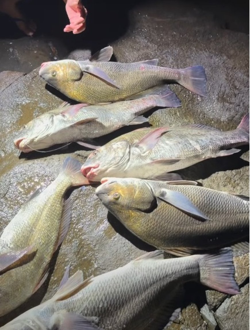 Influenciador é multado em R$ 60 mil por pesca ilegal de espécie em extinção