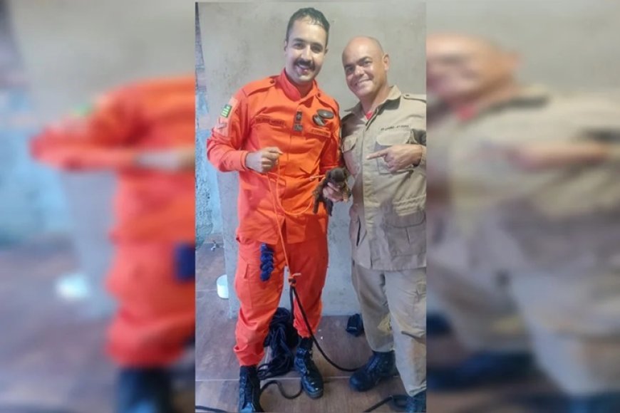 Final Feliz: Bombeiros lutam por 40 minutos e salvam filhote preso em fossa
