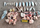 Operação apreende peixes proibidos, espingardas e munições em área rural