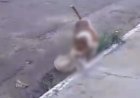 VÍDEO | Pitbull mata cachorro de estimação em frente a crianças e assusta moradores