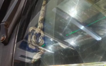 Homem leva susto ao encontrar jiboia escondida dentro do painel do carro