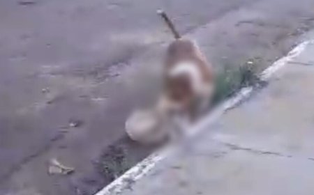 VÍDEO | Pitbull mata cachorro de estimação em frente a crianças e assusta moradores