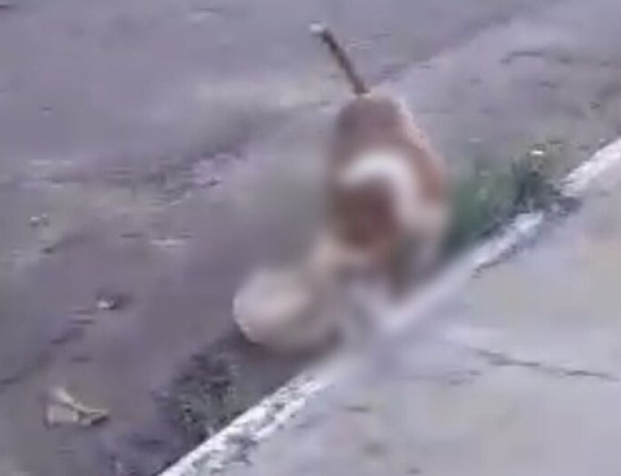 VÍDEO | Pitbull mata cachorro de estimação em frente a crianças e assusta moradores