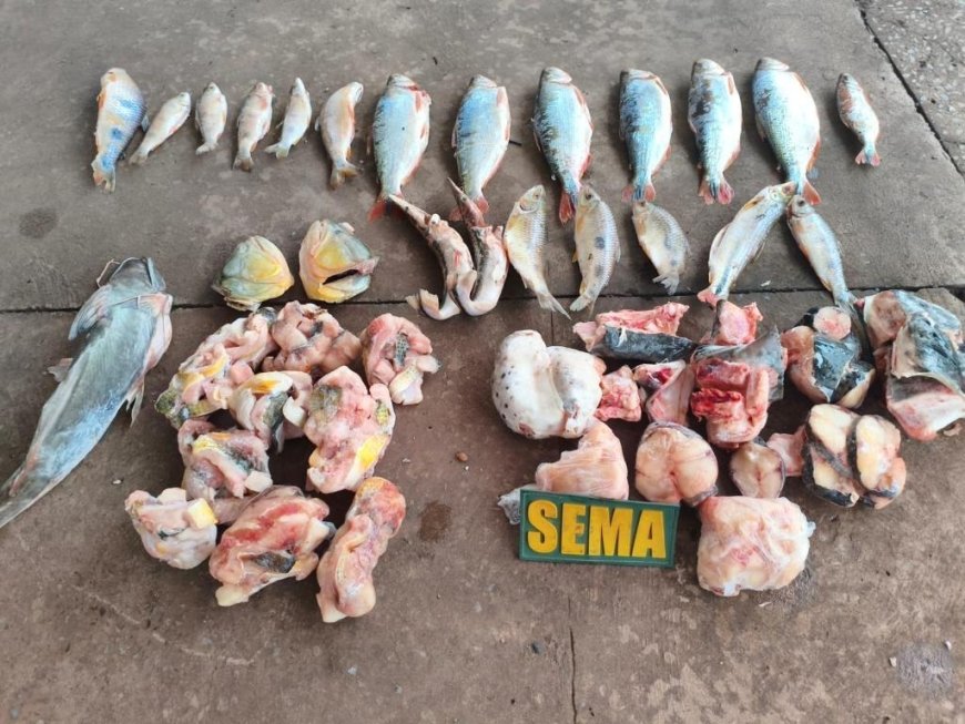 Operação apreende peixes proibidos, espingardas e munições em área rural