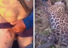Homem sobrevive a ataque de onça-pintada no Amazonas e reage em legítima defesa