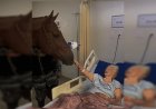 Conheça o cavalo da Polícia Militar virou terapeuta dentro de hospital