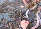 Areia de praia na Argentina é coberta com milhares de 'peixes-pênis'