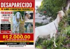 Cadê o Frederico? Mulher oferece R$ 2 mil para achar bode desaparecido
