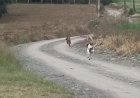 Vídeo impressionante mostra cachorro enfrentando onça-parda e espantando felino em Santa Catarina