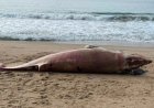 Baleia de 1,5 tonelada é encontrada morta em praia de Balneário Camboriú
