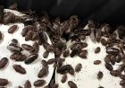 Mais de 100 mil baratas avaliadas em cerca de R$ 700 mil são apreendidas