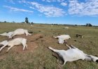 Frio extremo mata 83 bois em fazendas no Mato Grosso do Sul