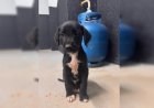 Filhote de cachorro é vítima de abuso sexual em "favelinha"