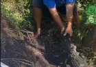VÍDEO: Jacaré quase arranca mão de homem que tentava dar comida na beira do rio