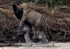 VÍDEO: fotógrafo registra caçada impressionante de onça contra jacaré