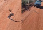 Moradora grava vídeo de duas cobras enroladas: ‘Brigando ou namorando?'