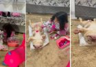 Veterinária mirim faz sucesso nas redes “tratando” cachorro amigo: “Anestesia forte”