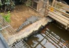 Homem é acusado de jogar menino de 3 anos aos crocodilos em caso que revolta a web