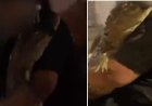 Vídeo viral: adolescente é flagrado levando jacaré em bicicleta e caso vai parar na polícia