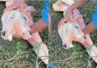 Em caso raro, bezerro nasce com duas cabeças no interior do Maranhão