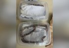 Serpentes vivas são encontradas embaladas como encomendas em agência dos Correios