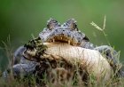 Cena rara: jacaré é flagrado praticando canibalismo no Pantanal