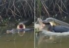 Vídeo impressionante mostra anaconda atacando jacaré em confronto de tirar o fôlego