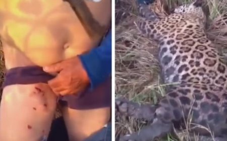 Homem sobrevive a ataque de onça-pintada no Amazonas e reage em legítima defesa