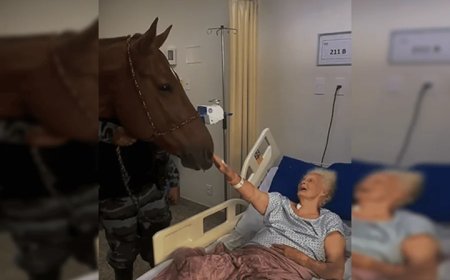 Conheça o cavalo da Polícia Militar virou terapeuta dentro de hospital