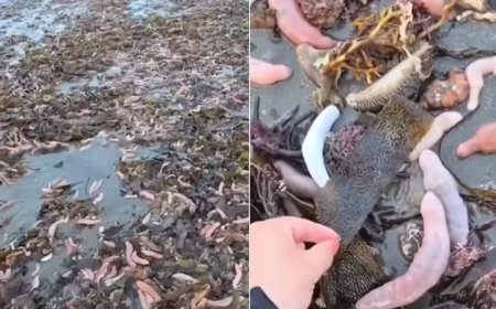 Areia de praia na Argentina é coberta com milhares de 'peixes-pênis'