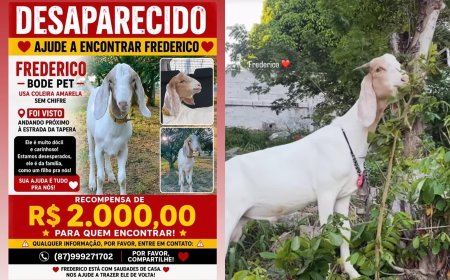 Cadê o Frederico? Mulher oferece R$ 2 mil para achar bode desaparecido