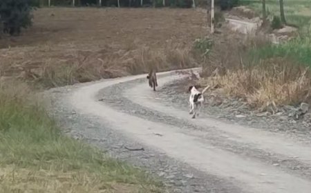 Vídeo impressionante mostra cachorro enfrentando onça-parda e espantando felino em Santa Catarina