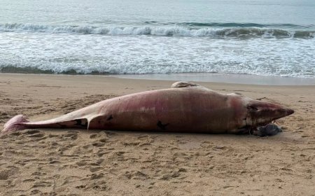 Baleia de 1,5 tonelada é encontrada morta em praia de Balneário Camboriú