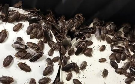 Mais de 100 mil baratas avaliadas em cerca de R$ 700 mil são apreendidas