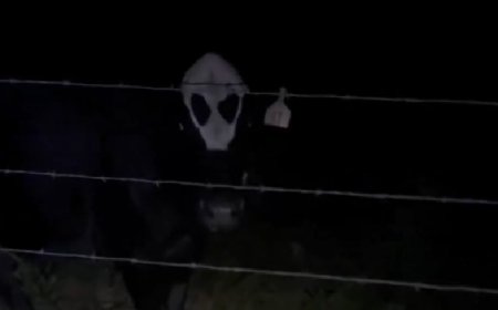'Vaca alienígena' causa espanto ao ser iluminada em zona rural