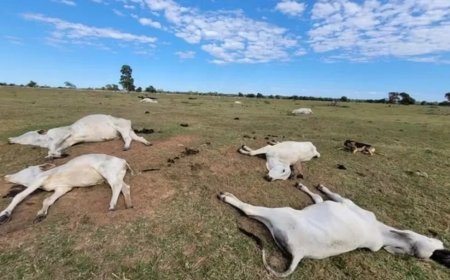 Frio extremo mata 83 bois em fazendas no Mato Grosso do Sul