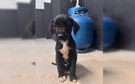 Filhote de cachorro é vítima de abuso sexual em "favelinha"